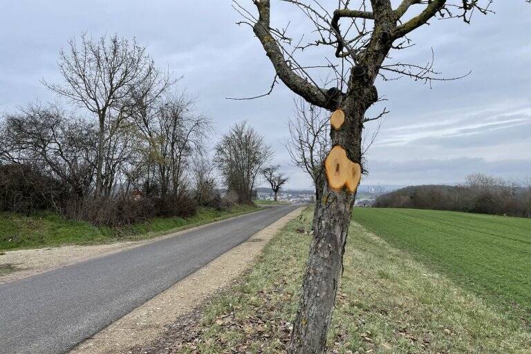 Kahlschlag an Obstbäumen