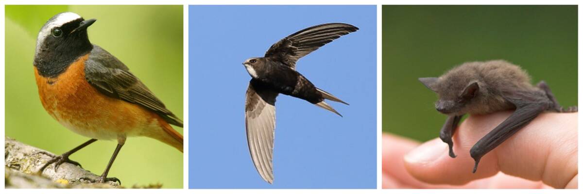 Naturschutz im Garten - Nisthilfen für wild lebende Vögel 